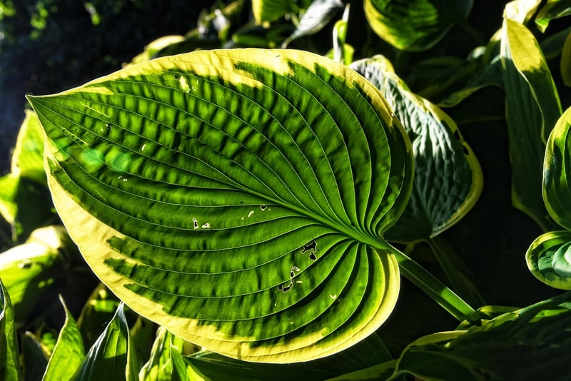 Hosta plant